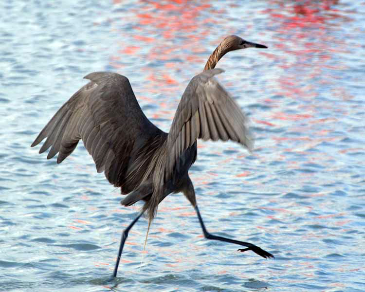 red heron dancing in water